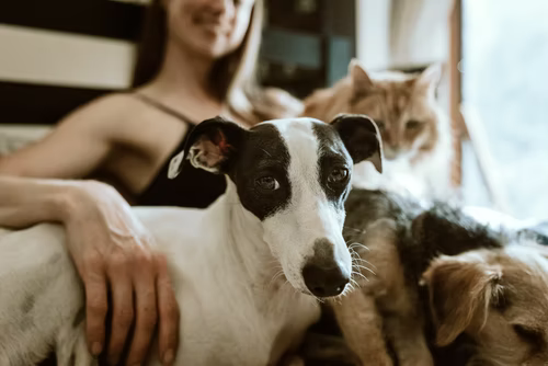 How Pet Owners Can Downsize Successfully