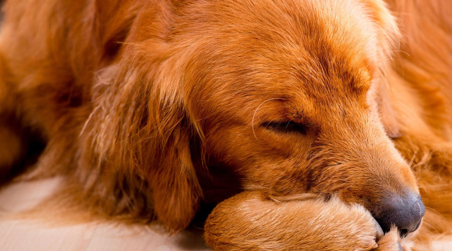 Considerations for Becoming a Pet Foster Parent