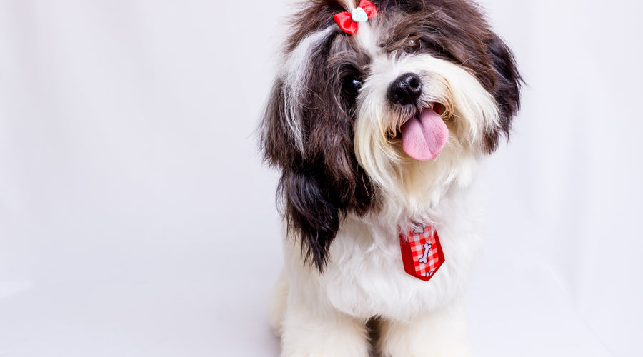 Want Electrical Safety for Your Pets at Home? Here are 5 Helpful Tips!
