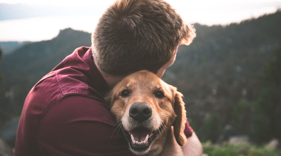 When is it Safe to Give Your Dog Supplements?