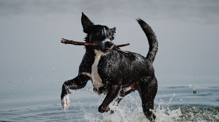 7 Water Activities to Try With Your Dog on a Hot Day