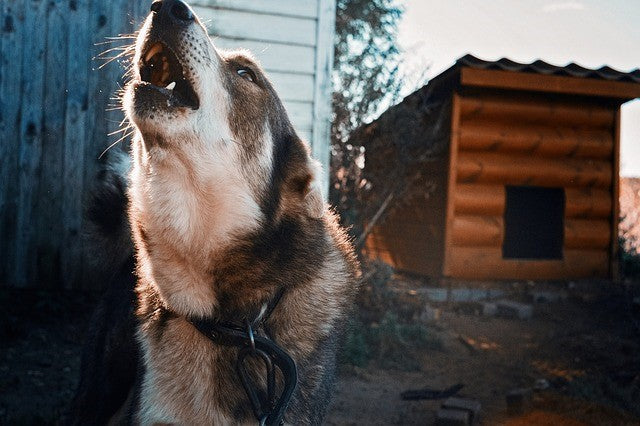 Dog Etiquette: How Dog Owners Can Help Pets Mind Their Manners