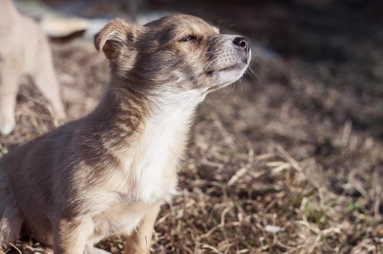 How to create a delightful pet-friendly backyard
