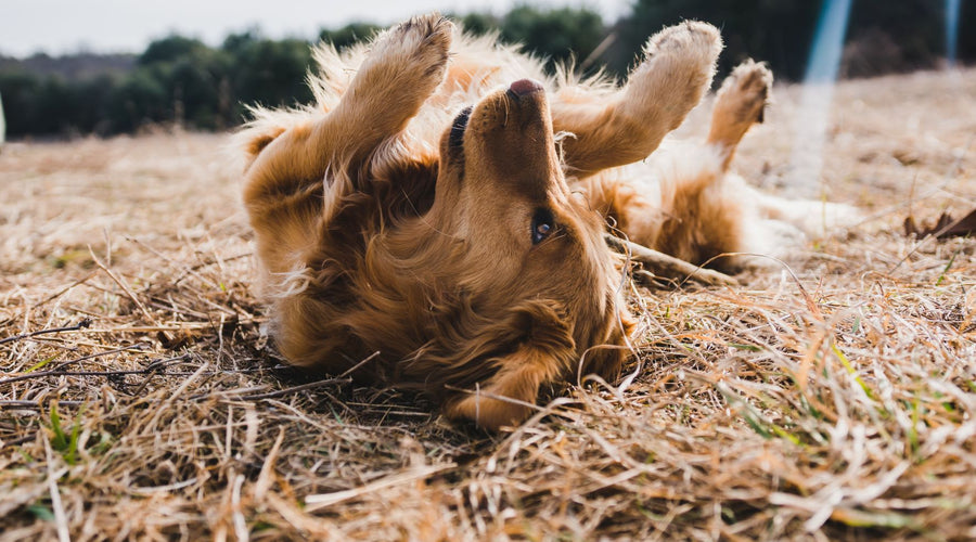 Getting Rid of Fleas Before They Begin