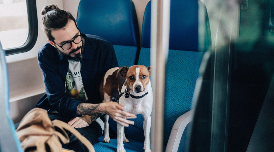 How Can You Make a Difference On Take Your Dog To Work Day