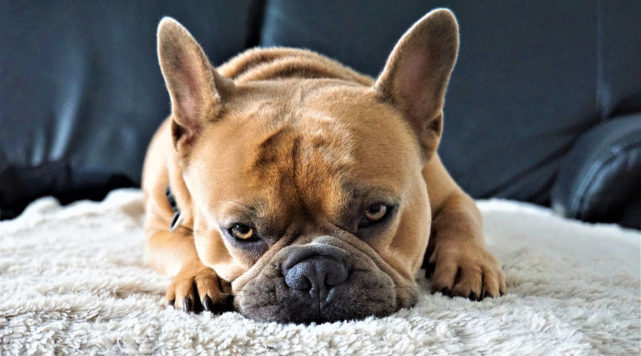 How to Cope When Your Pet Is Sick