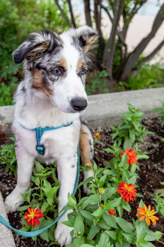 How to Plant a Dog-Friendly Garden