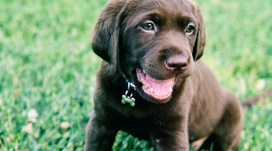 5 Dog Grooming Hacks that Won’t Cost You a Fortune