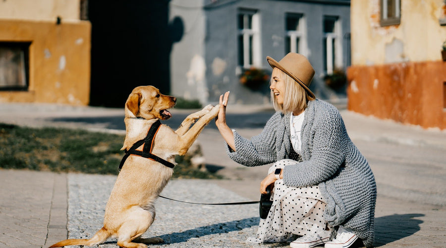 Smart Resources for Training Your New Puppy