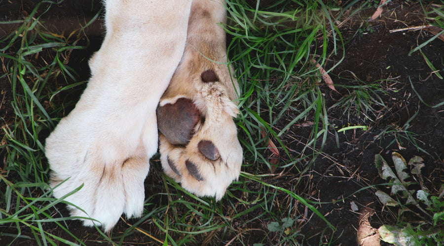 The Essentials of Natural Pet Care