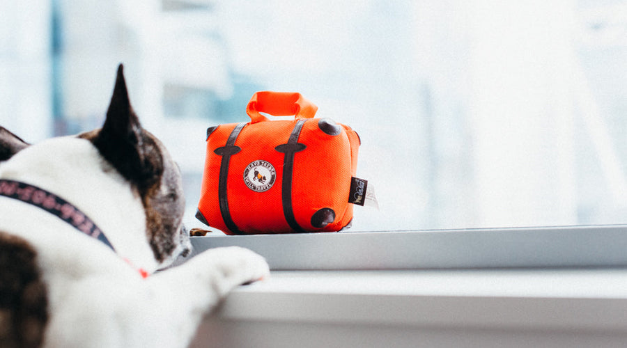 Tips to Make Travel Less Stressful on Your Dog