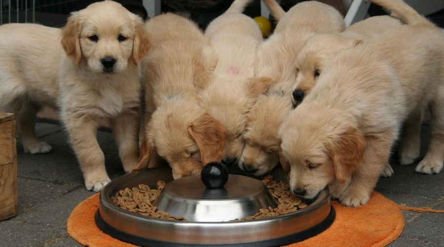 How to Help Your Dog Move to a New Dog Food Brand