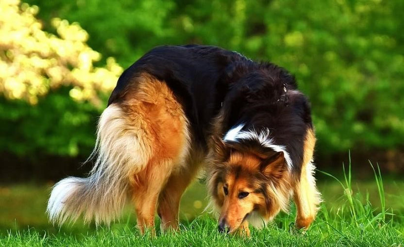 Why Do Dogs Eat Grass?