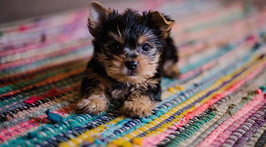 How to Know If It's The Right Time to Adopt a Puppy