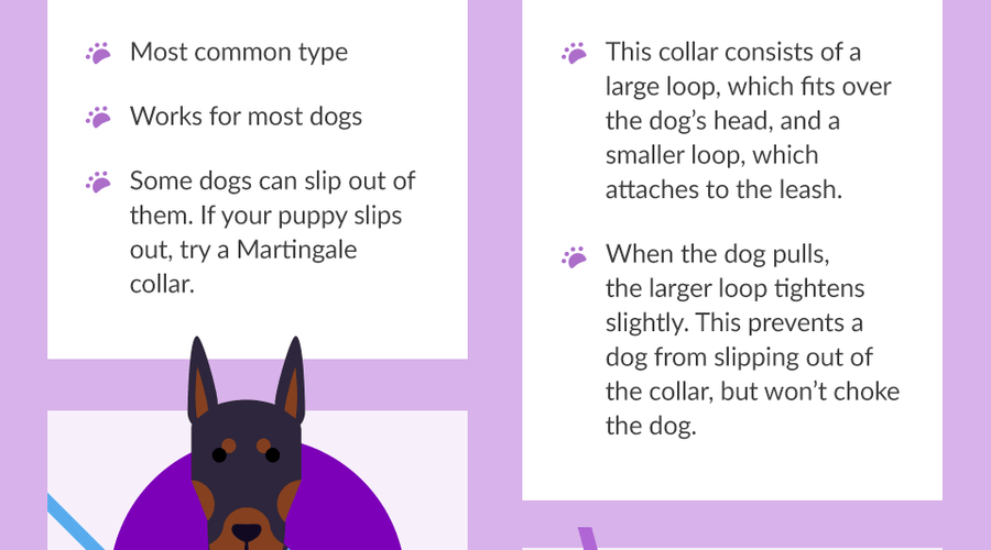 How to Leash Train Your Puppy