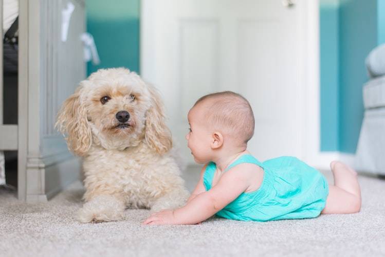 Pets and the New Baby: What's Safe, How to Prepare