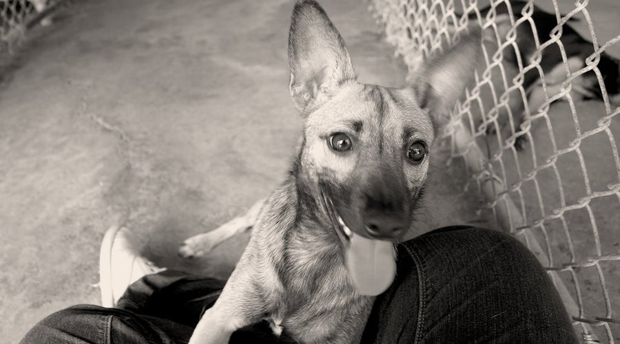 How to Choose a Shelter Dog