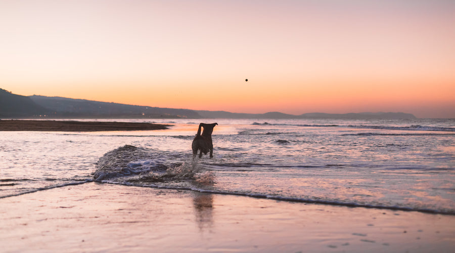 Top 6 Ideas For An Amazing Dog-Friendly Day Trip