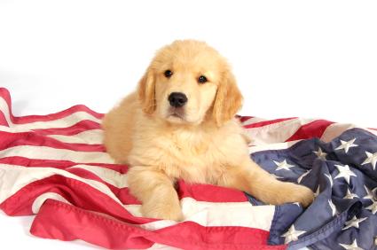 Keep Your Pup Happy and Safe This 4th of July!
