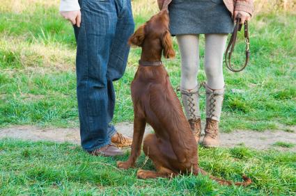 National Train Your Dog Month Training Tip #11: No Need for Negativity