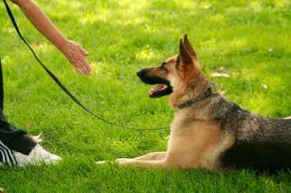 National Train Your Dog Month Training Tip #4: Timing