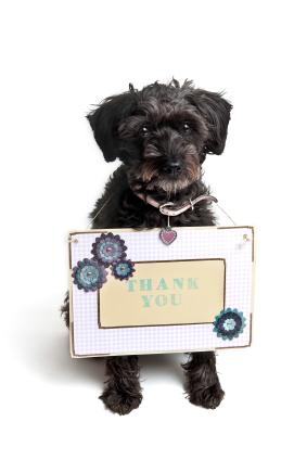 A Big Round of Apaws to Our Animal Loving Friends!