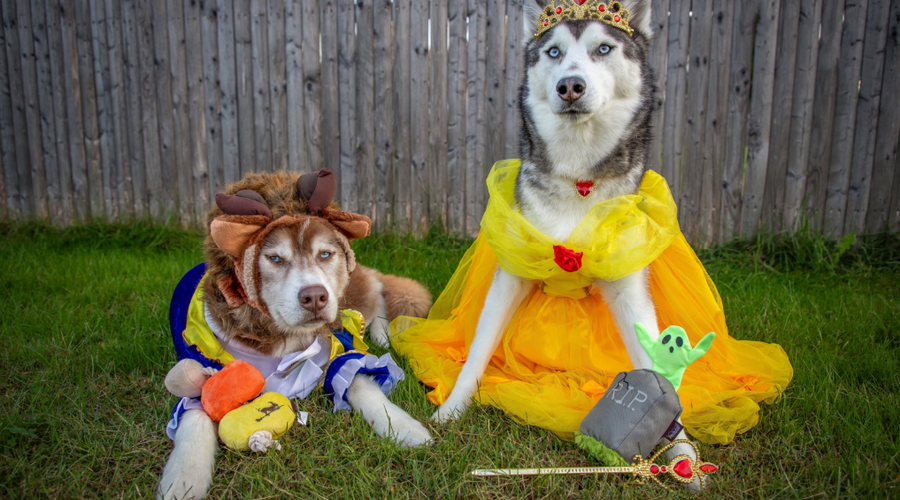 Pet Halloween Costume Ideas 2025 | P.L.A.Y. Contest