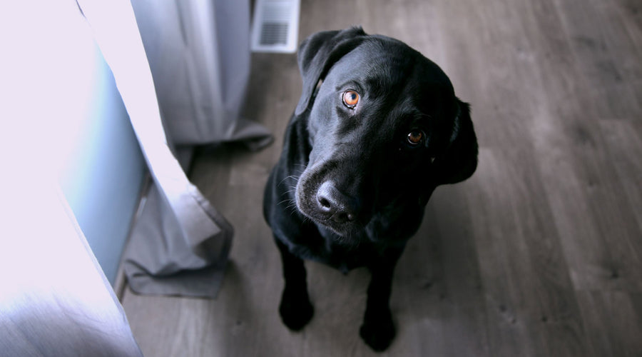 Things To Do With Your Dog Indoors (When It Is Too Hot!)