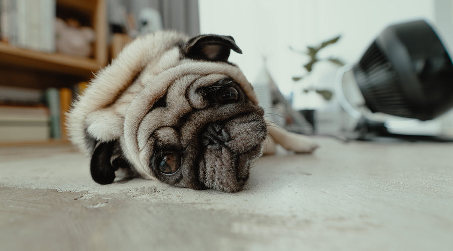 7 Ways You Can Make Your Home Safe For Your Furry Friends