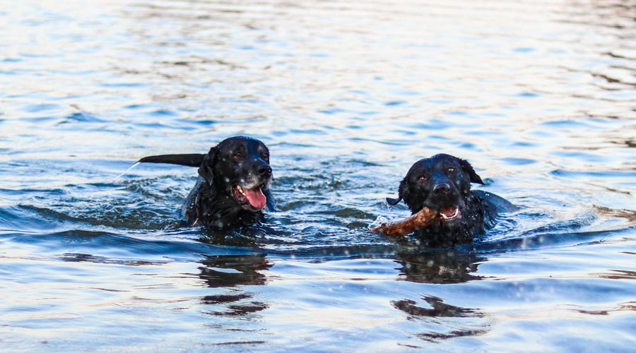 Your Canine Companion Is Your Perfect Exercise Partner