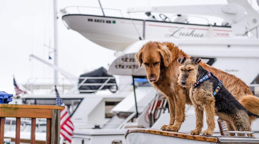 Family Vacations: What About the Furry Friends?