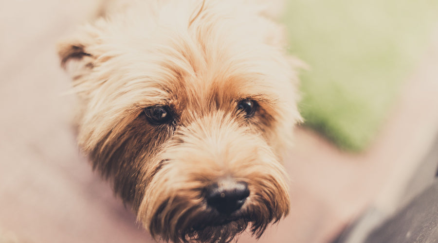 Pet Therapy: How Having a Dog Can Help Depressed Seniors