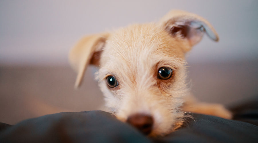 New Pet Parent Checklist