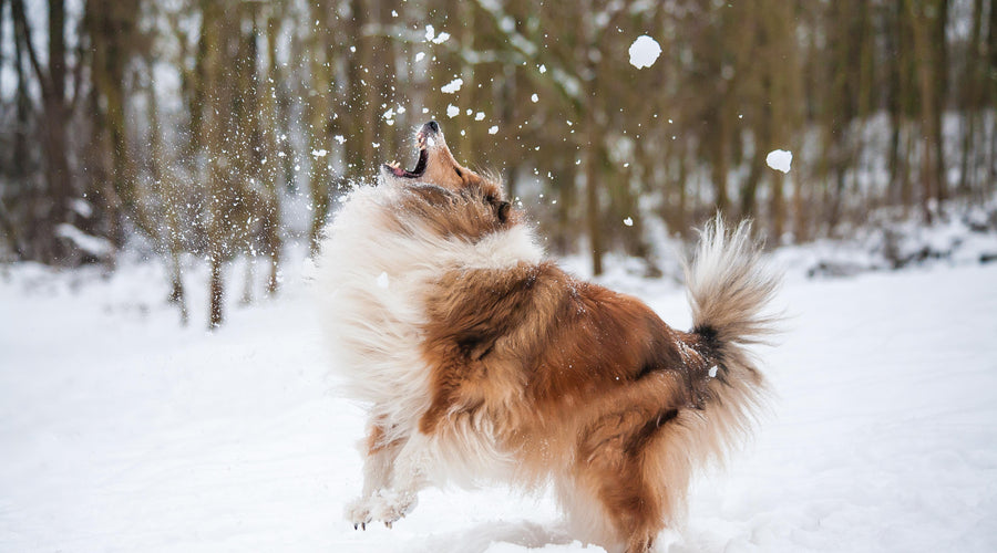 Winter Travel Safety for You and Your Pet