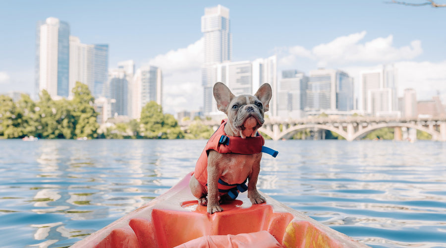Dos and Don’ts when Traveling With an Older Pet