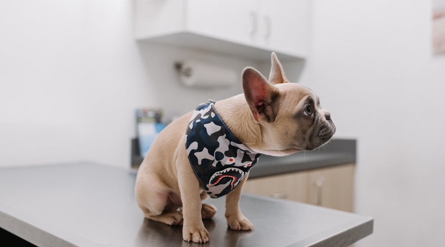 Reasons You Should Be Taking Your Pet to the Vet Regularly