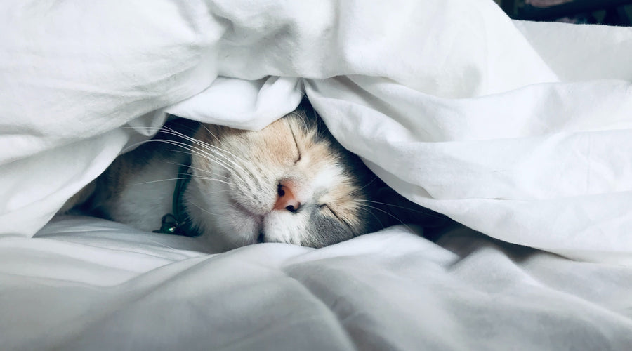 4 Things Every First-Time Pet Parent Should Do