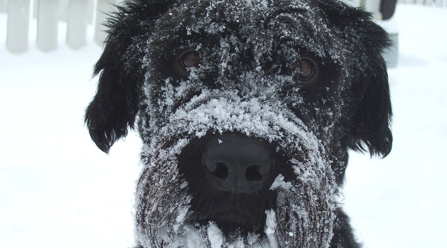 3 Easy Ways to Prevent Hypothermia this Winter