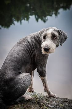 Keeping Up With Old Age: 6 Crucial Tests for Your Aging Dog