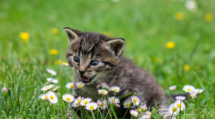 7 Things To Remember After You Spay Your Cat