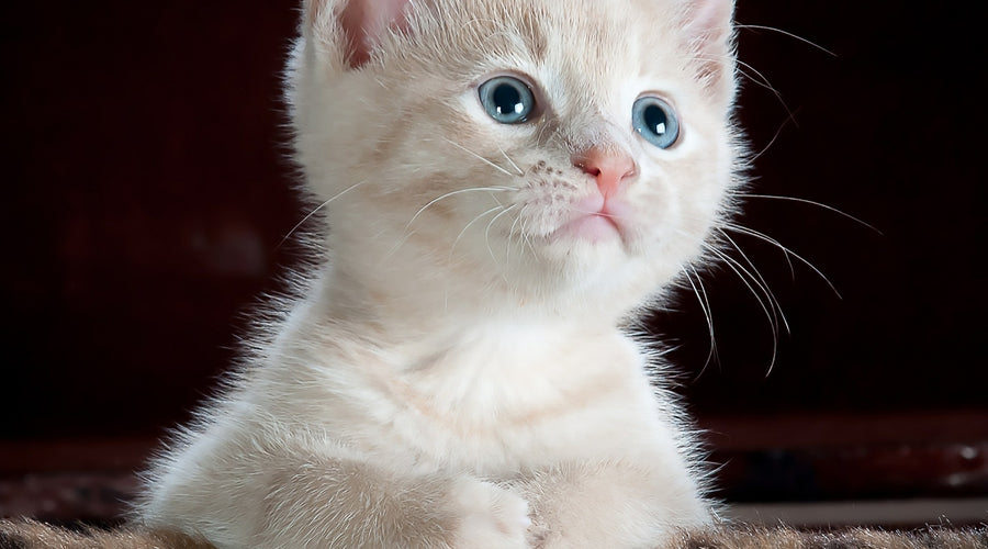 How to Improve Your Cat’s Health – Effective Ways to Know