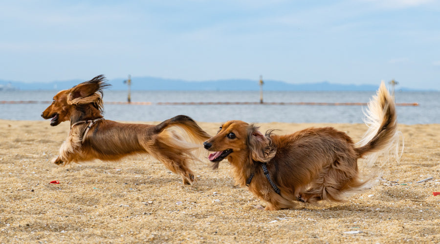 5 Exercise Tips for Your Pet