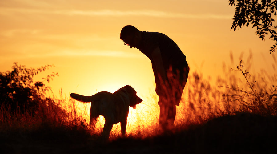 New Dog Owners: Top 5 Breeds To Welcome into Your Home