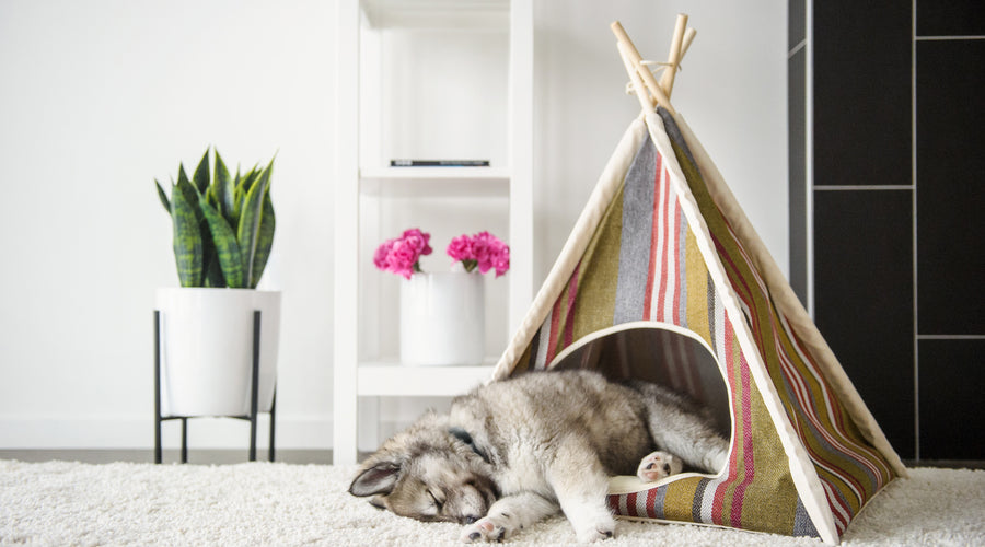 The Best Pet Gifts of 2020