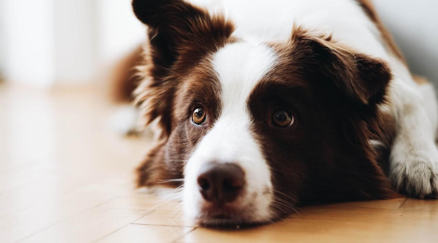 Ways to Keep Your Pet Engaged & Enriched During Lockdown