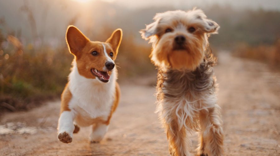 Budget-Friendly Ways to Treat Your Furry Companion