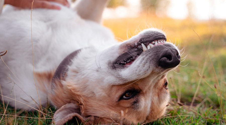 Learn how to brush your dog's teeth