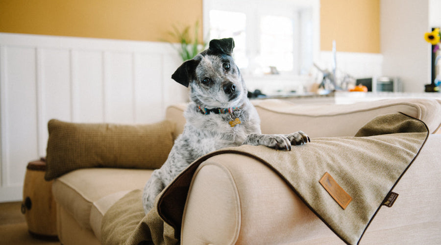 5 Best Furniture Materials You’ll Appreciate if You’re a Pet Owner