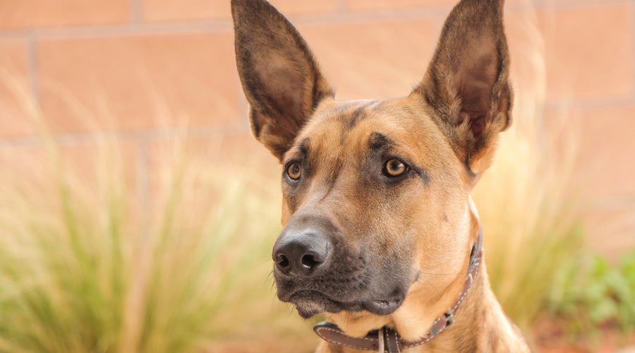 How To Keep Your Pet Healthy From Home