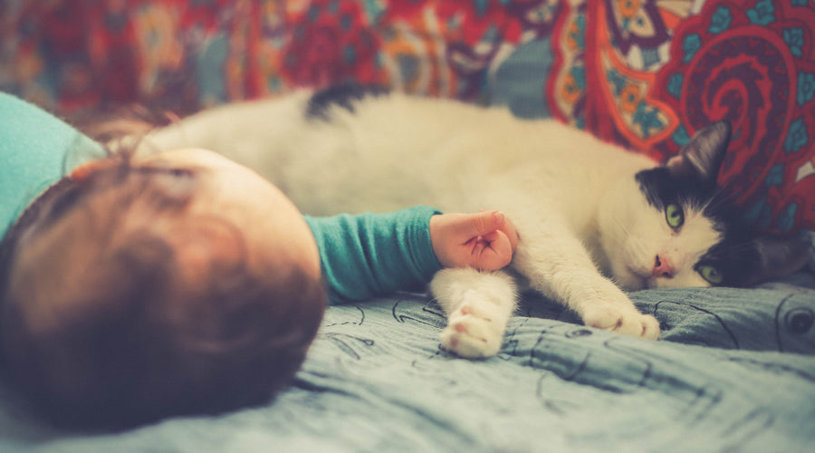 How To Introduce Your Cat To A New Baby
